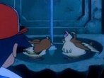 Ash is looking at Pidgey bathing in a water fountain.